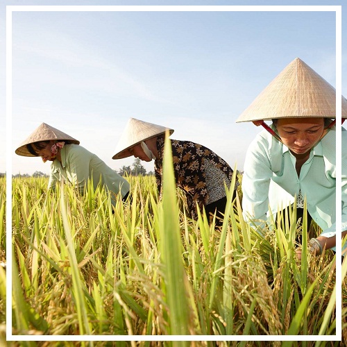 LIFE IN THE COUNTRYSIDE (Getting started)